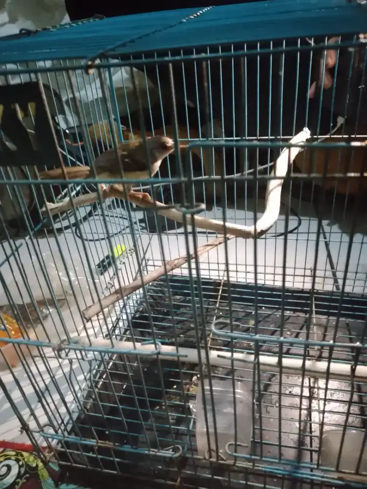 JUAL BTH JUAL MURAH 1 BURUNG CIBLEK SAWAH GACOR,SERING BERKICAU