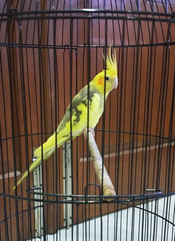 Jual burung parkit australi/falk