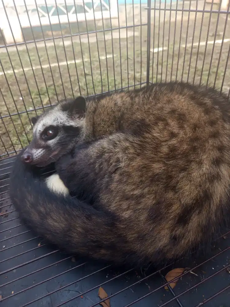 musang pandan ujung ekor putih