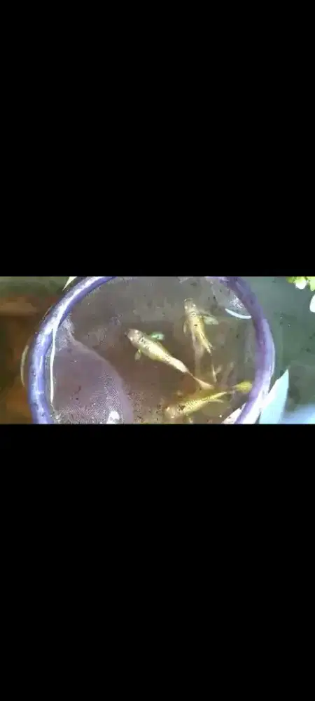 Guppy fullgold line Vietnam