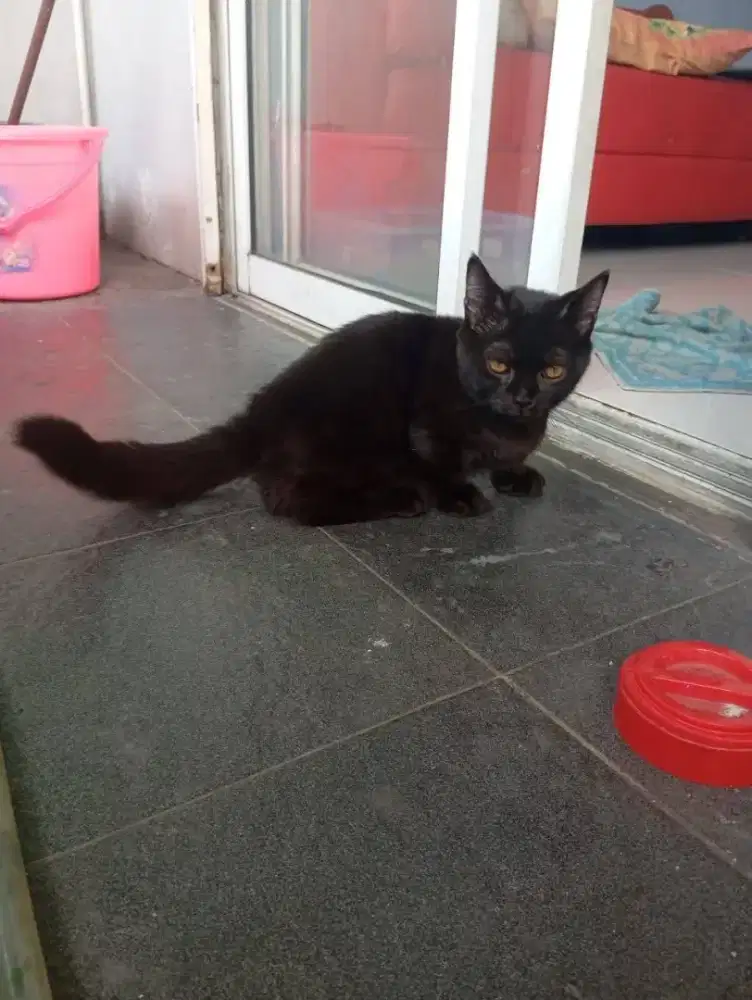Kucing Munchkin hitam/kaki pendek/kucing cebol shorthair jantan