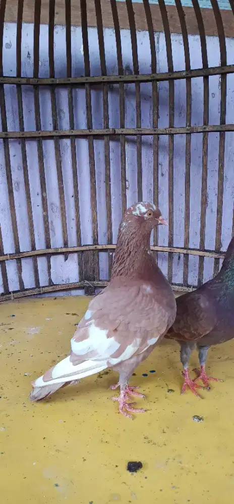 Sepasang burung merpati