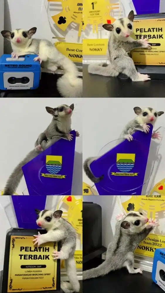 Sugar Glider Semua Jenis