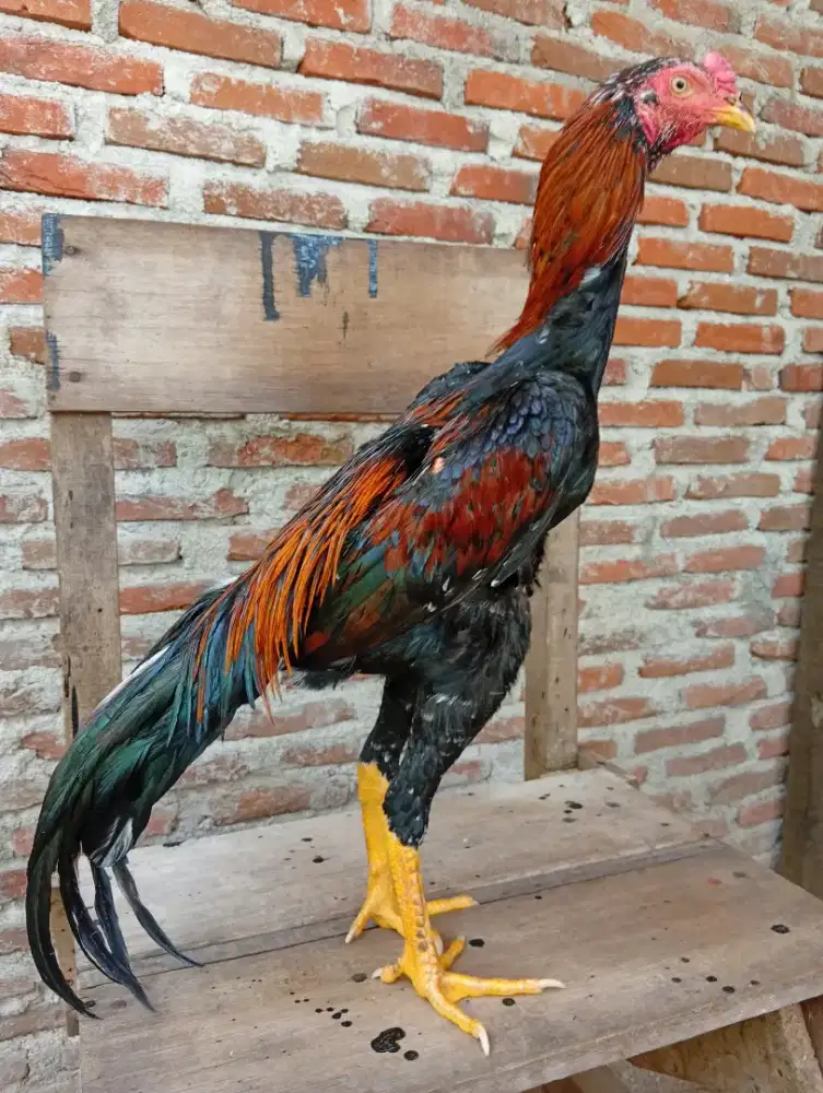 Ayam jantan bangkok x pakoy