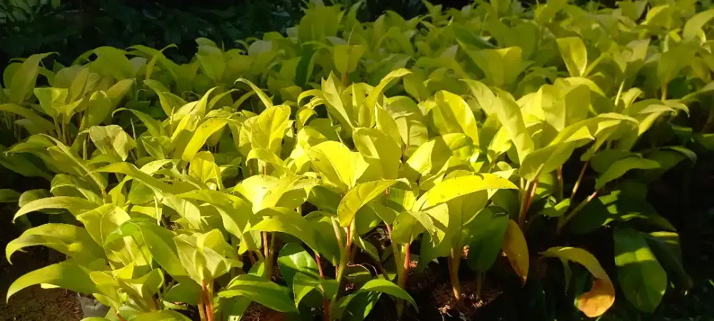 Pohon Hias Harga Grosir Juragan