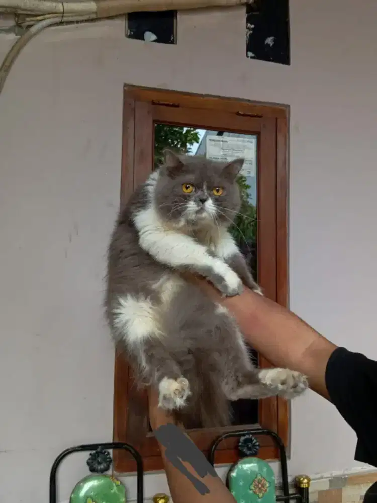 Persia flatnose gembul jantan