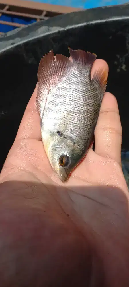 Bibit Ikan Gurame Soang 2 Jari