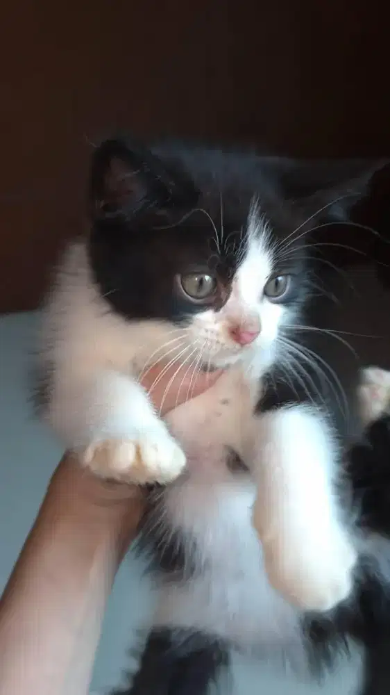 Kucing Bicolor kitten