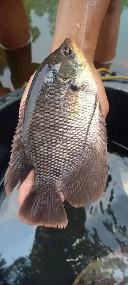 Bibit Ikan Gurame Soang 5 Jari Pabos