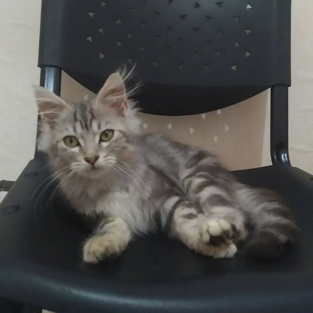 Kitten Mainecoon x Himalaya