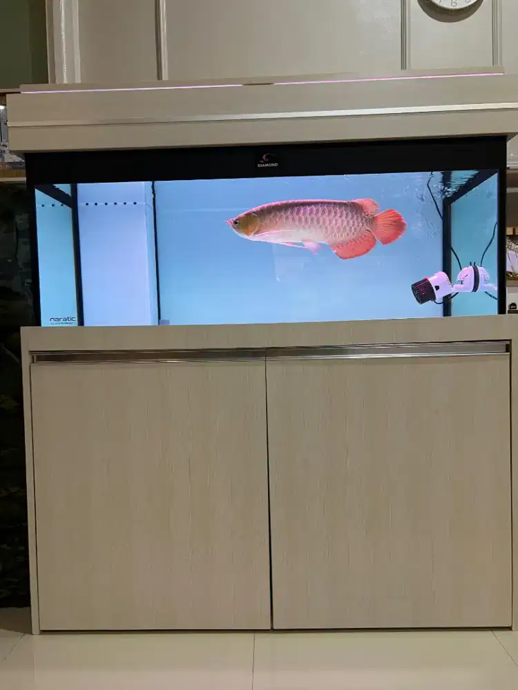 IKAN ARWANA SUPER RED 50 CM SERTIFIKAT FULLSET AQUARIUM DLL