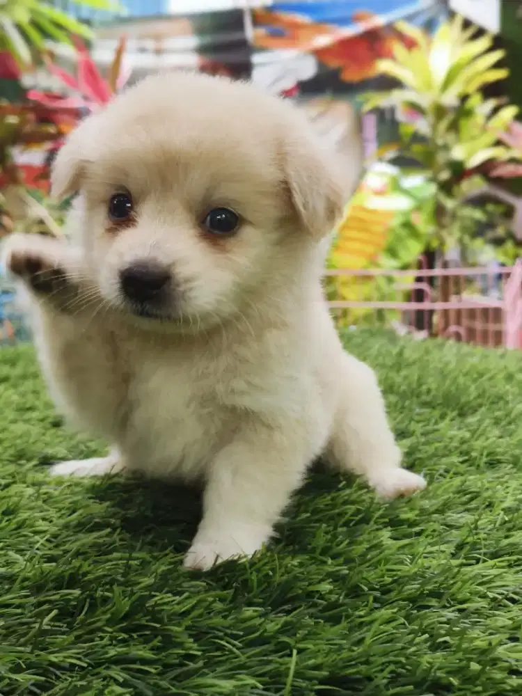 Minipom betina UMR 1,5 bln