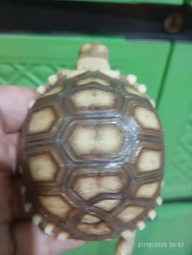 Kura Darat Sulcata
