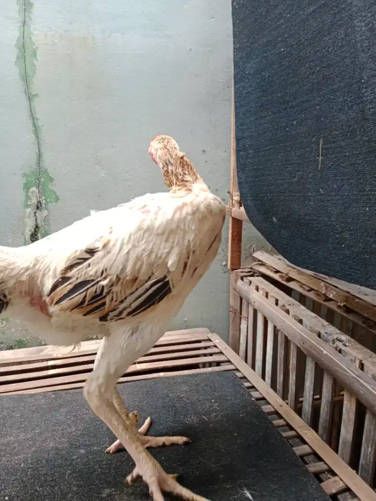 Ayam Betina Shamo Eropa