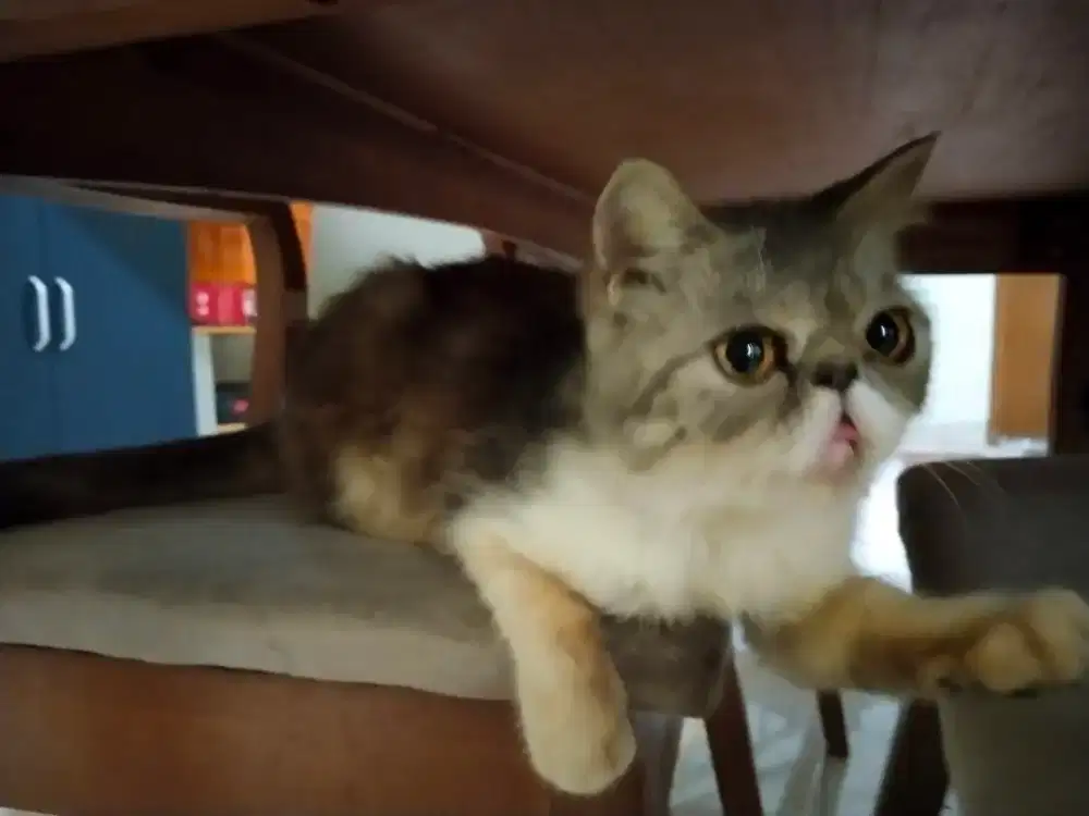 Jual Kitten jantan