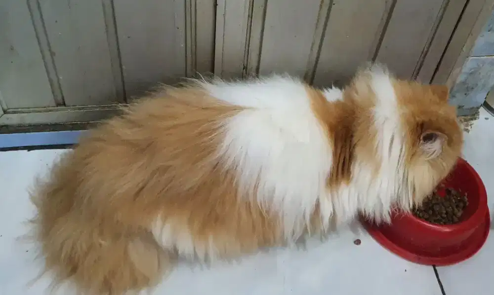 Kuncing exotic peaknose longhair betina