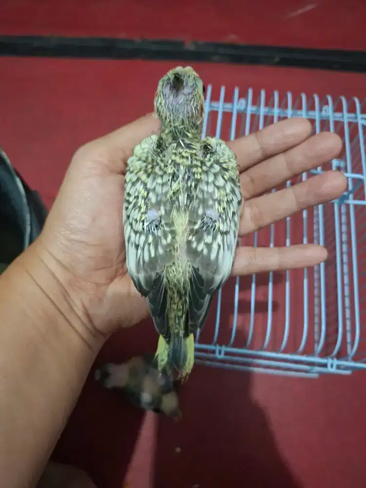 Burung falk / parkit australi