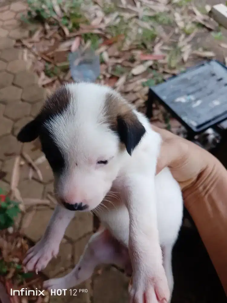 anjing peliharaan