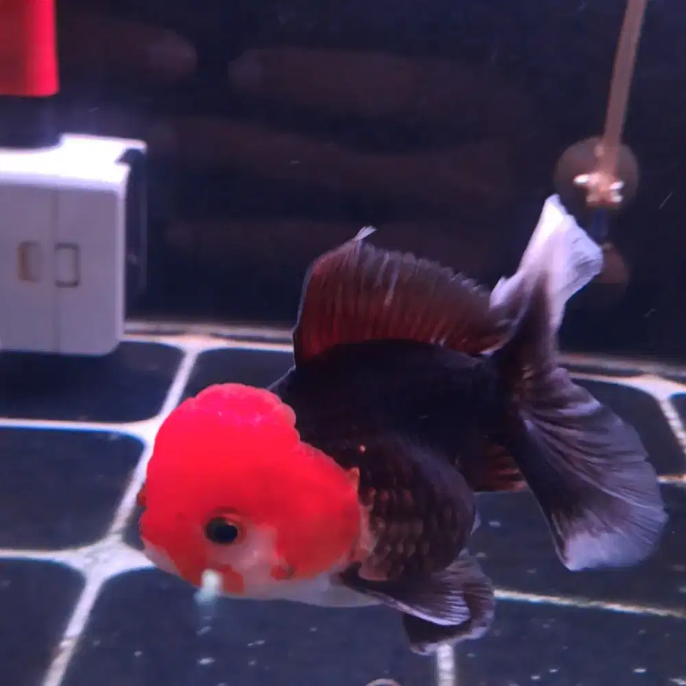 ORANDA TRI COLOR TANCHO