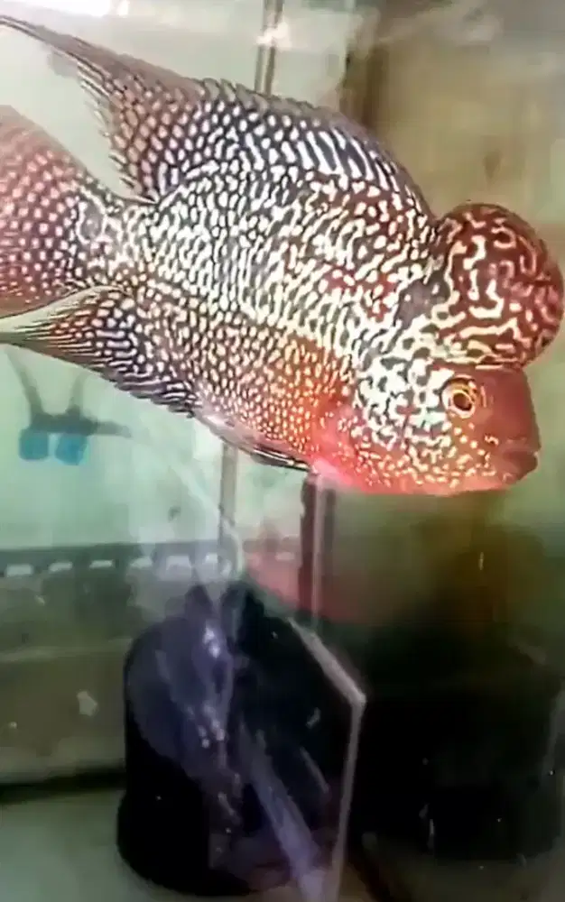 Louhan kamfa mata putih