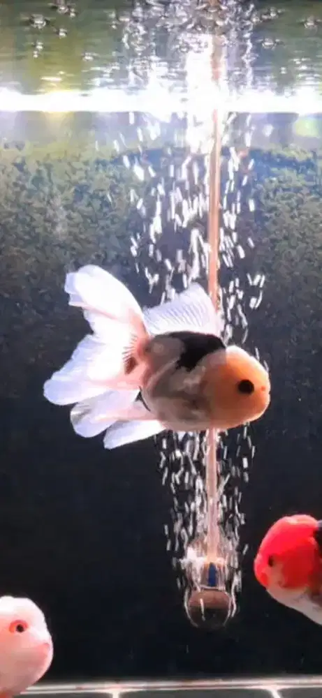 ORANDA PANDA (male)