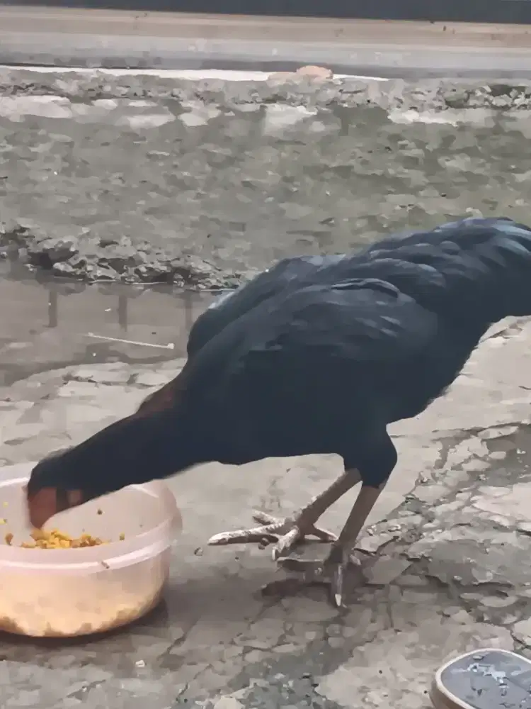 Ayam betina ekor lidi bangkok