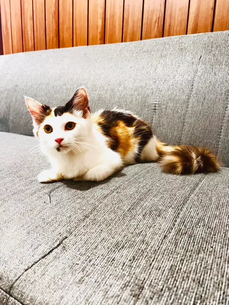 Kucing persia calico n batman