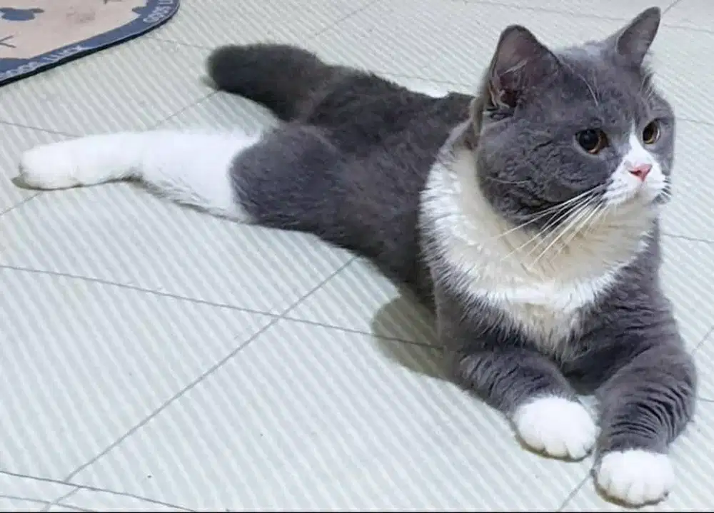 Indukan jantan bsh bico 2 tahun