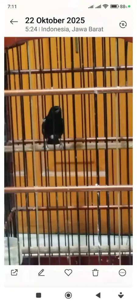 Burung decu aja