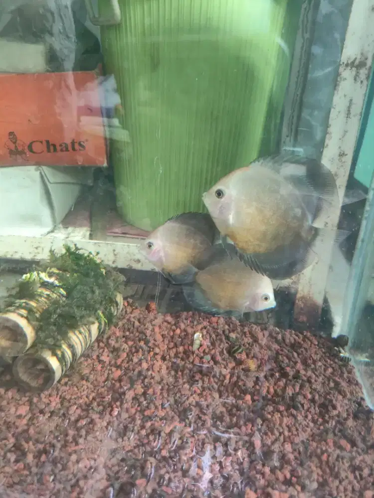 Ikan discus abg