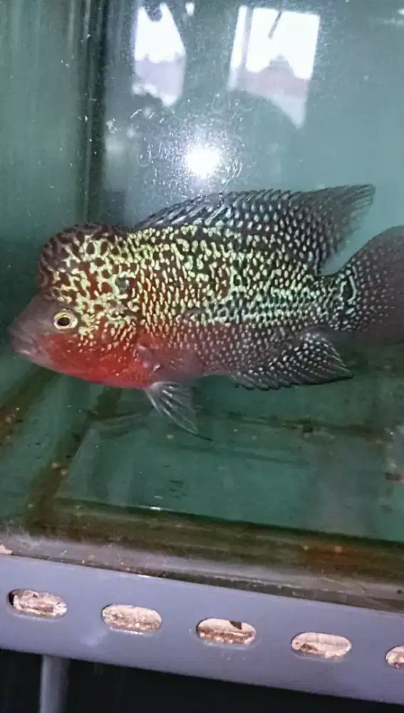 Louhan kamfa red mata putih