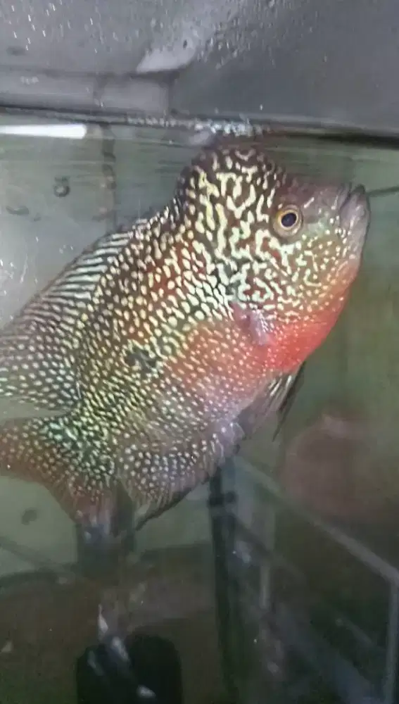 Louhan kamfa jenong mata putih