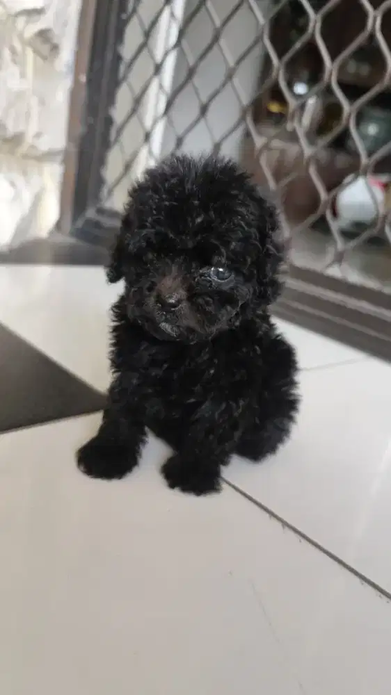 Black poodle betina