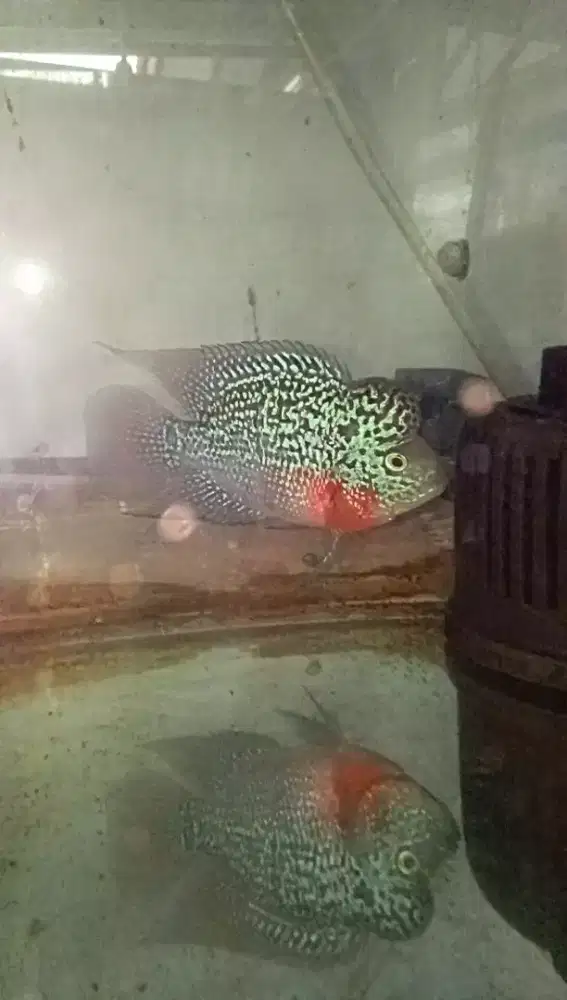 Louhan kamfa mata putih
