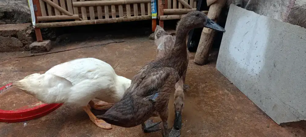 Bebek peking dan lokal