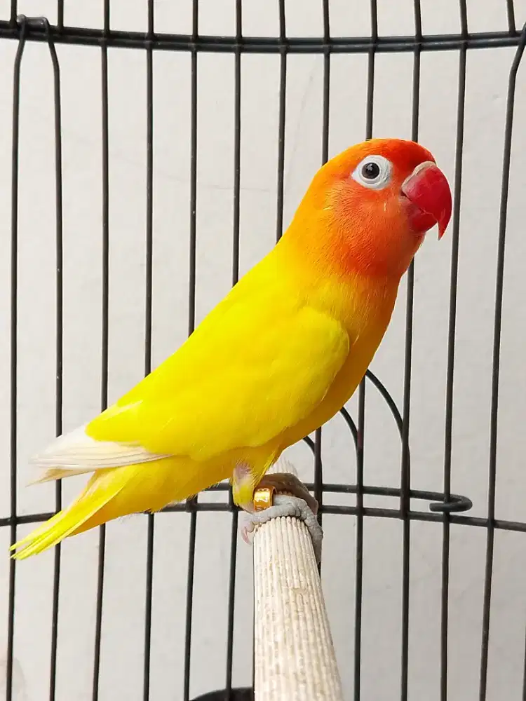 Burung lovebird jantan ganteng lutino mata hitam