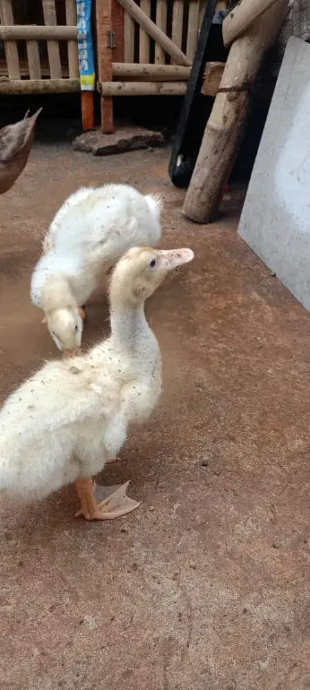 Bebek peking umur 3 minggu
