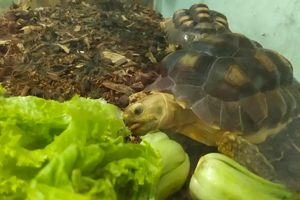 Kura-kura Sulcata