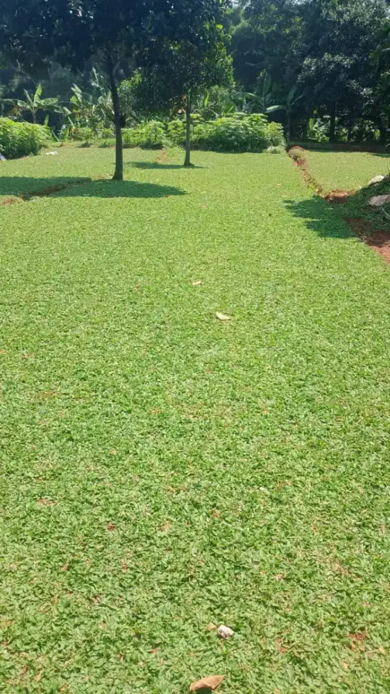 Taman#taman minimalis#jasa taman