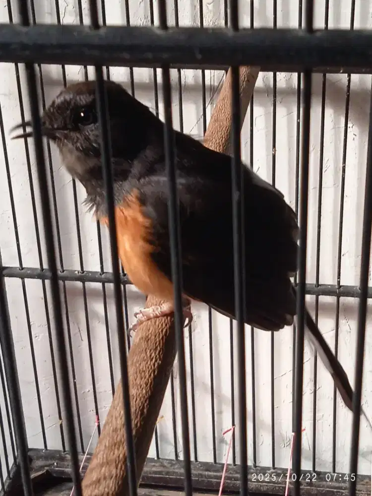 Jual burung Murai , kenari orange , Cendet