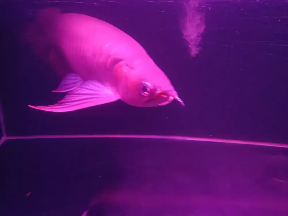 Arwana SR Cakep + Set aquarium dan raknya