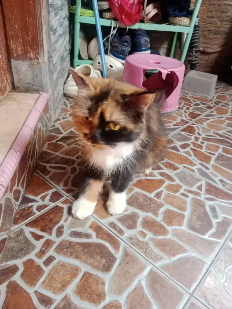 Kucing persia ibu dan anak