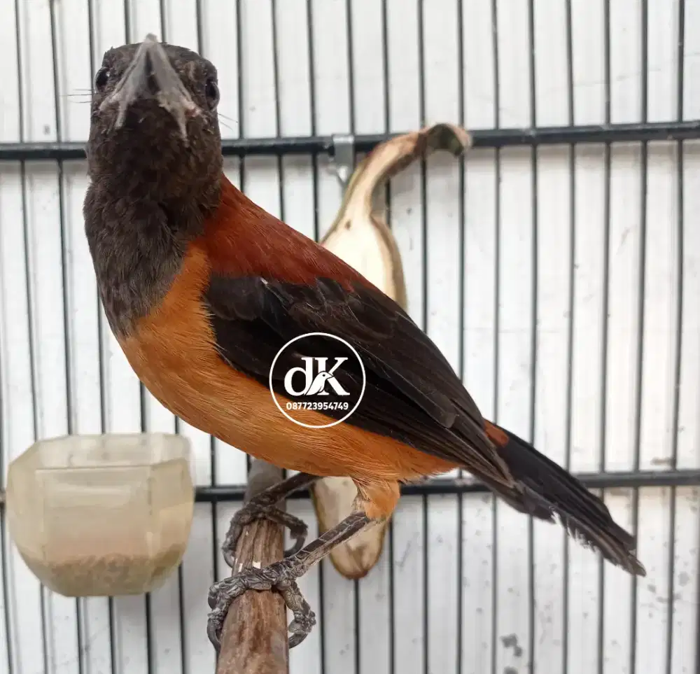 Pitohui Kepala item