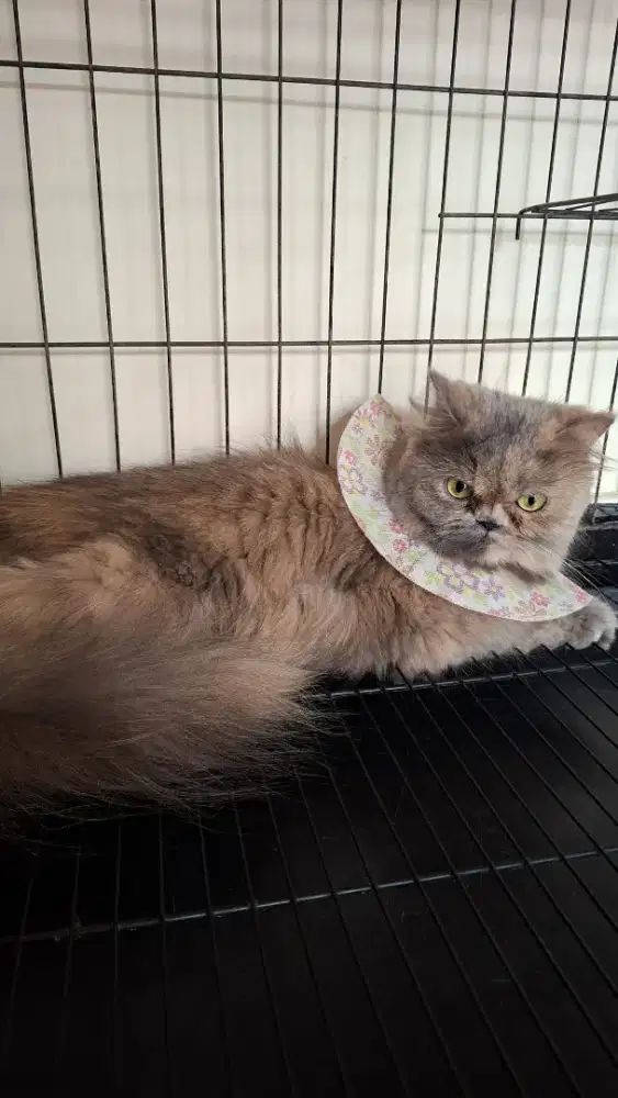 Kucing Persia peaknose betina