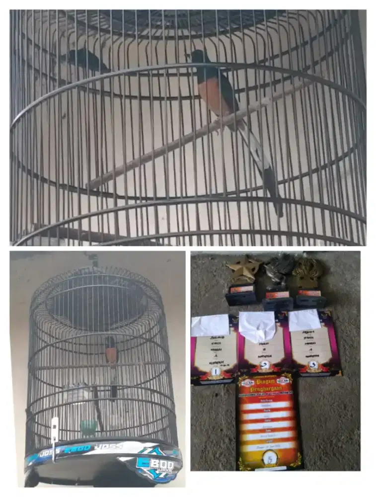 Murai Medan Prestasi
