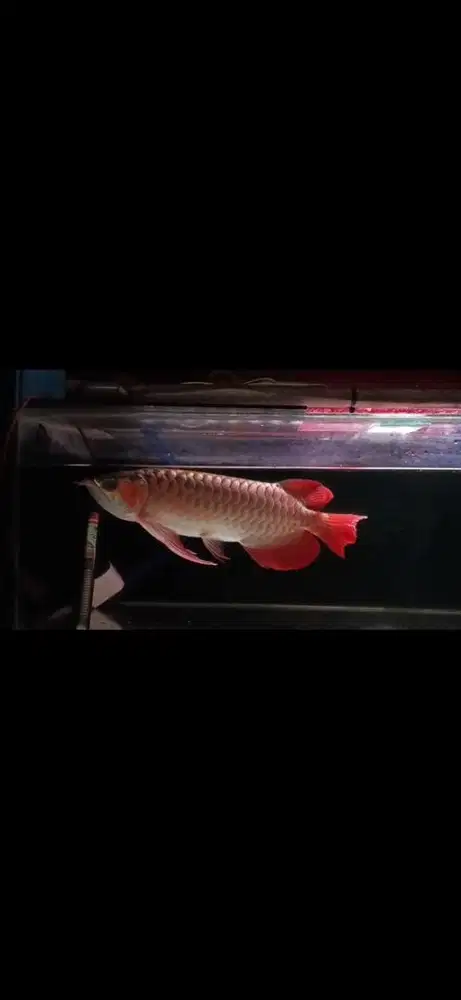 Ikan arwana super red