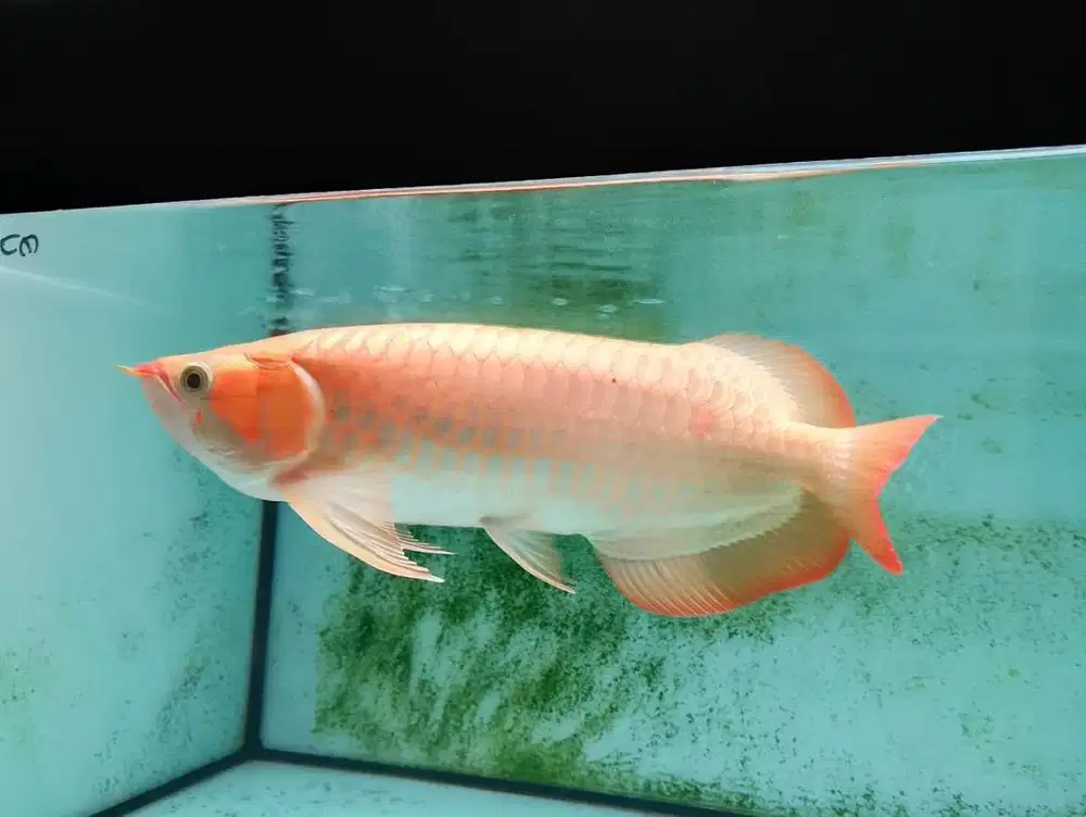 Ikan arwana super red