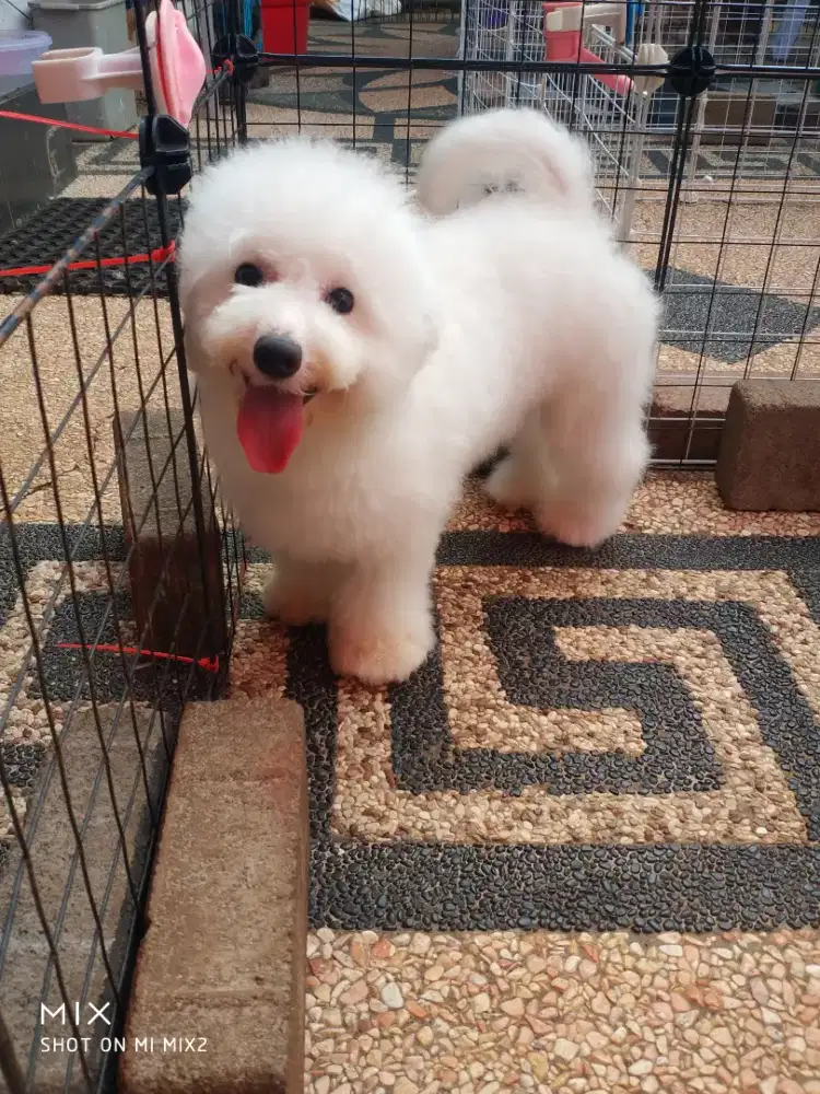 Jual Calon Pejantan Mini Bichon Frise