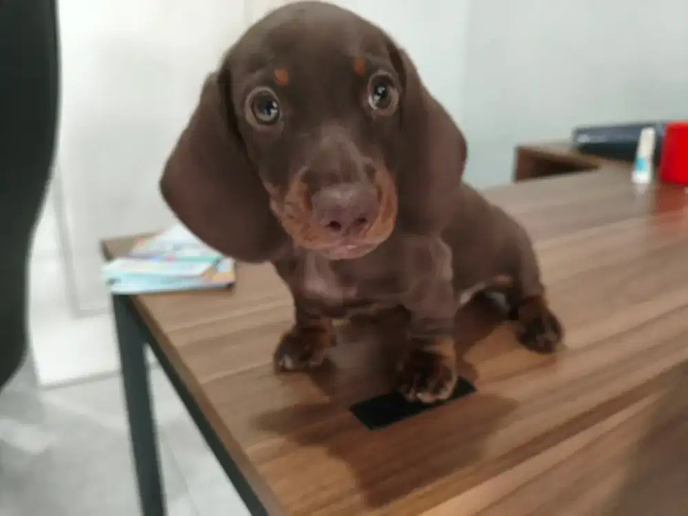 OPEN ADOPT MINI TEKEL DACSHUND