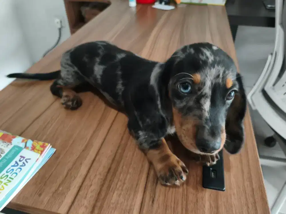 OPEN ADOPT MINI TEKEL DACSHUND